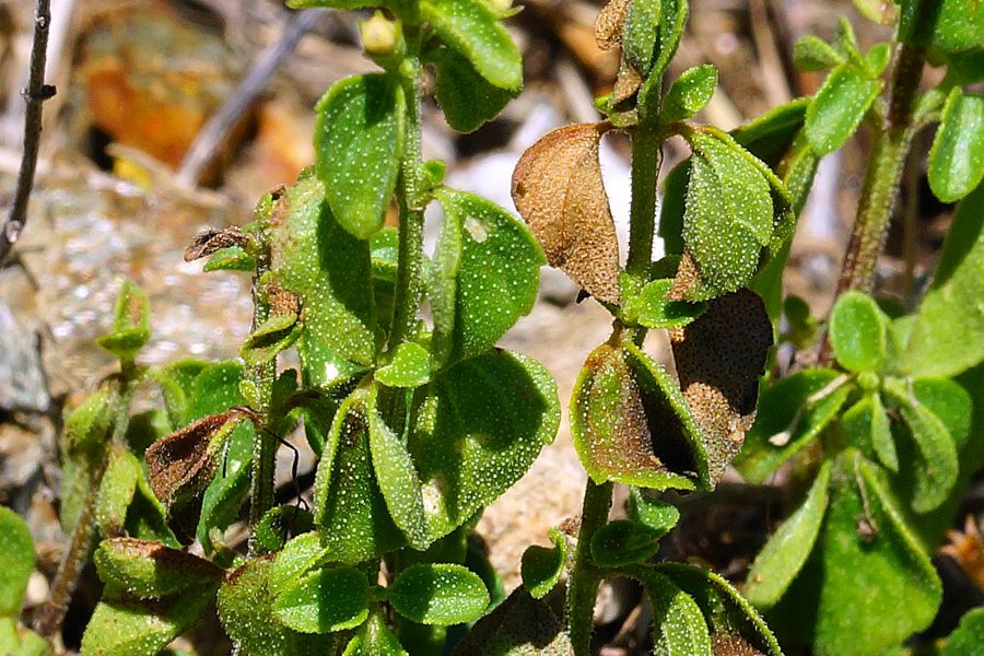 Clinopodium nepeta subsp. spruneri